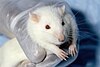 Animal testing