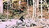 Bigfoot