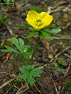 Buttercups