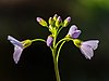 Cardamine pratensis