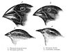 Evolutionary epistemology