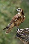 Falcons
