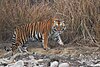 Fauna of India