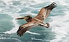 Flight