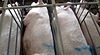 Gestation crate