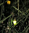 Glowworms