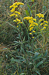 Goldenrods