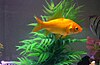 Goldfish