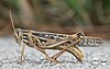 Grasshoppers