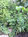 Herbs