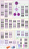 Human genome