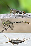 Insect