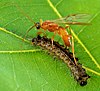 Insect suffering