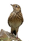 Larks