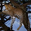 Leopards