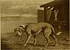 Mastiff