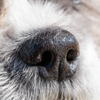 Noses