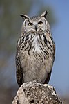 Owls