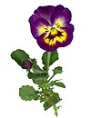 Pansies