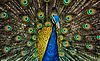Peafowl