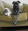 Pet