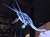 Plesiosauria