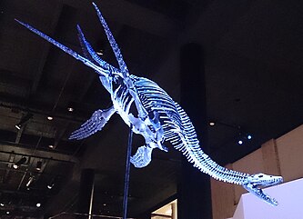 Plesiosauria