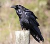 Ravens