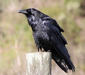 Ravens