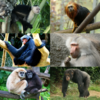 Simians