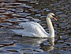 Swans