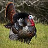 Turkeys