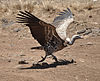 Vultures