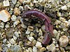 Worms